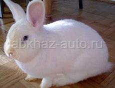 Кролик декоративный 