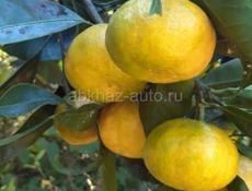 Продам дом с участком