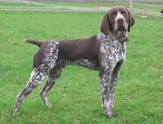 Куплю щенка курцхар!