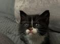 Котенок ищет дом 