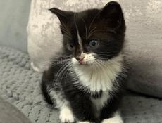 Котенок ищет дом