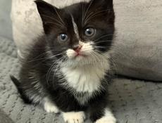 Котенок ищет дом