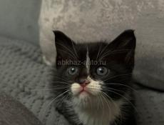 Котенок ищет дом 