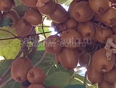 МАНДАРИНЫ И КИВИ