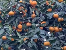 МАНДАРИНЫ И КИВИ