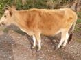 Продам корову 