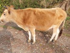 Продам корову 