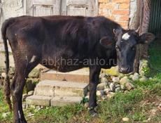 Продам две тёлки