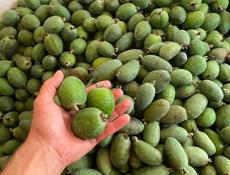 Фейхоа продаётся 