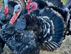 В продаже индюки 