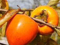 Дам хурму(бычье сердце) под реализацию 