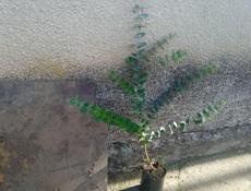 Саженцы эвкалипта 