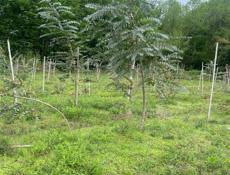 Саженцы эвкалипта