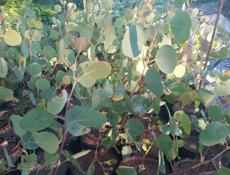 Саженцы эвкалипта