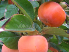 Хурма Плоски 