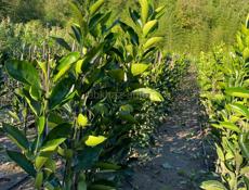 продаются саженцы