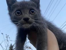  отдам в добрые руки!!!