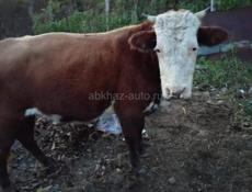 Продаю быка 