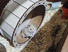 Продам хомяка с террариумом