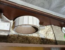 Продам хомяка с террариумом