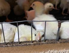 Цыплята бройлеров