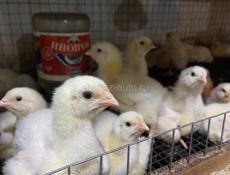 Цыплята бройлеров