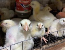 Цыплята бройлеров