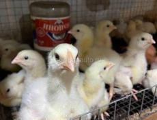 Цыплята бройлеров