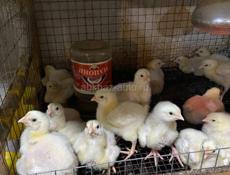 Цыплята бройлеров