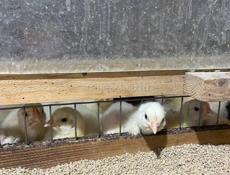 Цыплята бройлеров