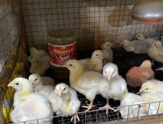 Цыплята бройлеров