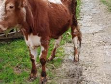 Продаю бычка цена договорная 