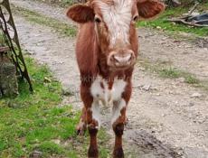 Продаю бычка цена договорная 