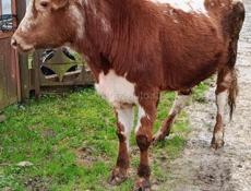 Продаю бычка цена договорная 