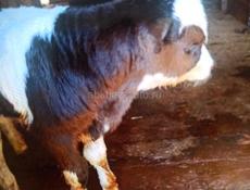 Продаётся бычок 