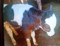 Продаётся бычок 