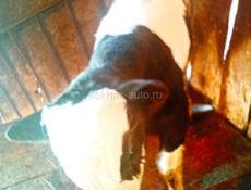 Продаётся бычок 