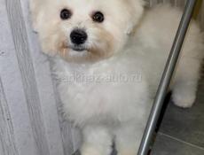 Бишон фризе