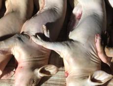 Продаю поросят весом по 7 кг цена 5000