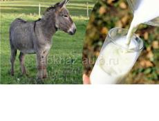 Ищу ослиное молоко