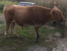 Продается бык 