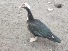 Продаю индоуток