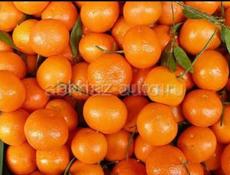 Пойдём на сбор мандаринов, нас 2 человека. Пицундский район. 