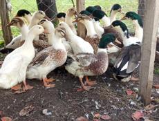 Продаются два селезня и два уток