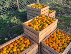 Нужны сборщики на хурму и мандарин