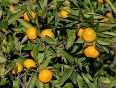 Мандарины Самосбор