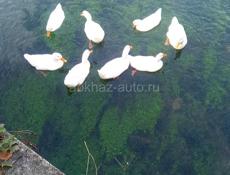 Предлагаю услуги няньки