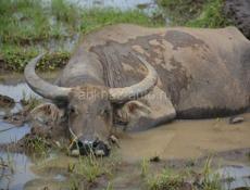Продам двух буйволов 