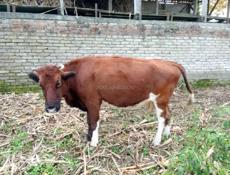 Беременная корова