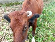 Беременная корова